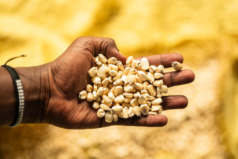 Hand holding corn kernels