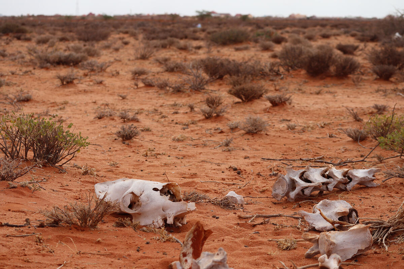 Somalia. Totes Vieh, außerhalb von Galkayo im Bundesstaat Galmudug