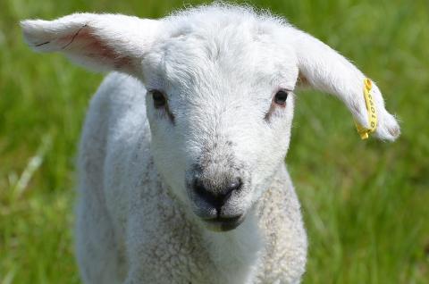 Lamb earmarked unearmarked